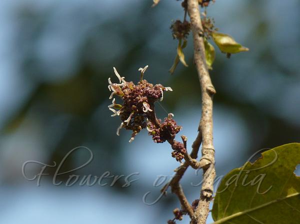 Indian Elm